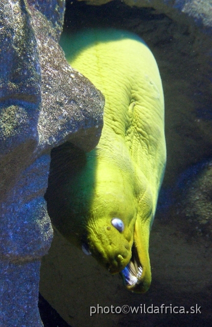 PA121635.JPG - Moray eels ambush prey rather than chase it.