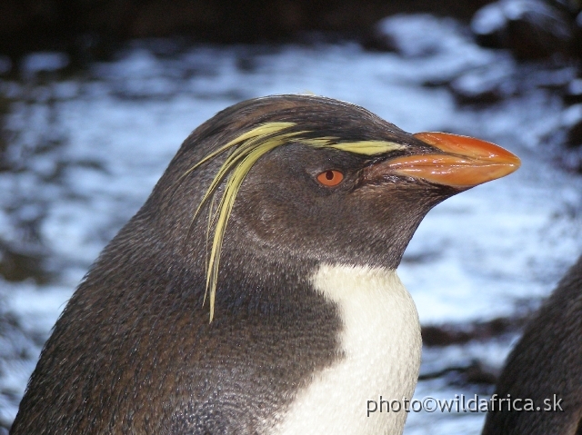 PA121637.JPG - The macaroni penguin has a conspicious crest of golden plumes on its head.