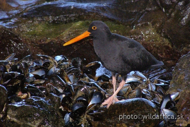 PA121651.JPG - African Black Oystercatcher (Haematopus moquini) is endemic to South Africa.