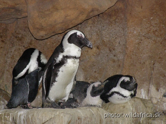 PA121655.JPG - African Penguin (Spheniscus demersus) is breeding endemic to South Africa.