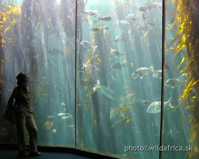 PA121656.JPG - Fantastic views of oceanic life forms.