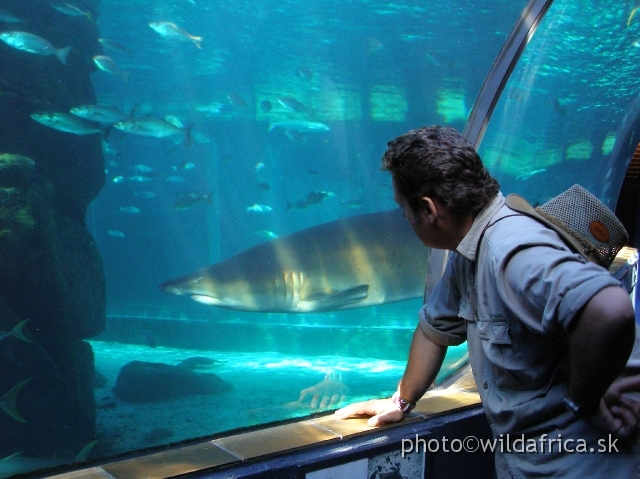 PA121667.JPG - The acrylic tunnel serves for viewing marine creatures perfectly.