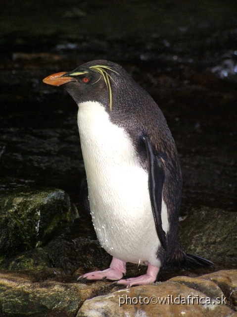 PA121674.JPG - Macaroni Penguin (Eudyptes chrysocome).