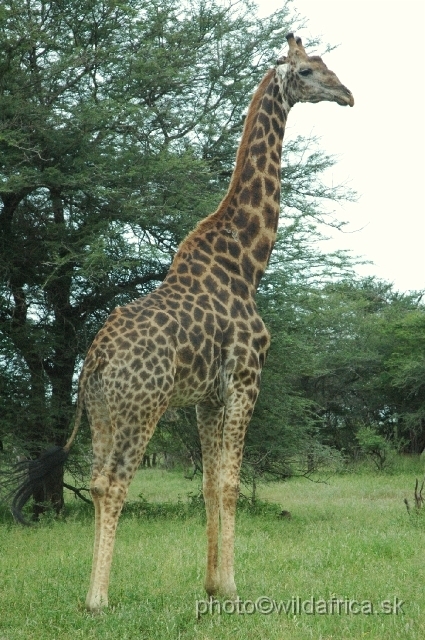 DSC_00159.JPG - Southern or Cape Gifaffe (Giraffa camelopardalis giraffa)