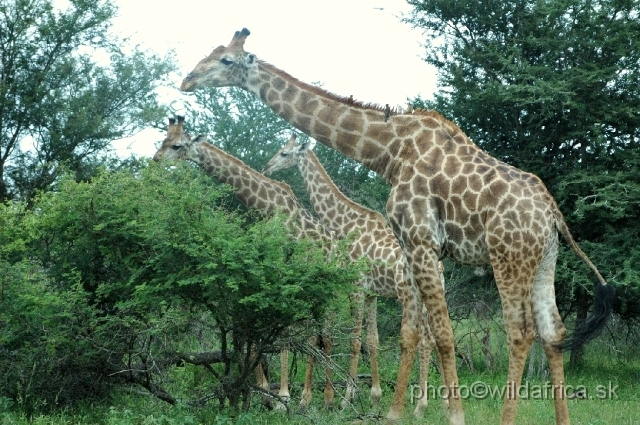 DSC_00522.JPG - Southern or Cape Gifaffe (Giraffa camelopardalis giraffa)