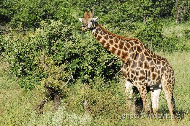 _DSC0021.JPG - Southern or Cape Gifaffe (Giraffa camelopardalis giraffa)