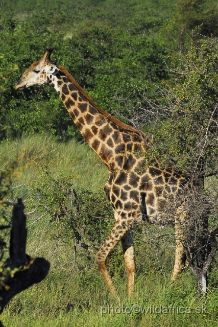 _DSC0025.JPG - Southern or Cape Gifaffe (Giraffa camelopardalis giraffa)