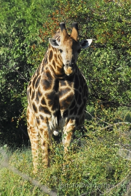 _DSC0028.JPG - Southern or Cape Gifaffe (Giraffa camelopardalis giraffa)