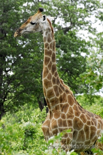 _DSC0069.JPG - Southern or Cape Gifaffe (Giraffa camelopardalis giraffa)
