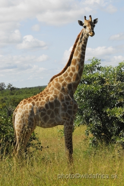 _DSC0137.JPG - Southern or Cape Gifaffe (Giraffa camelopardalis giraffa)