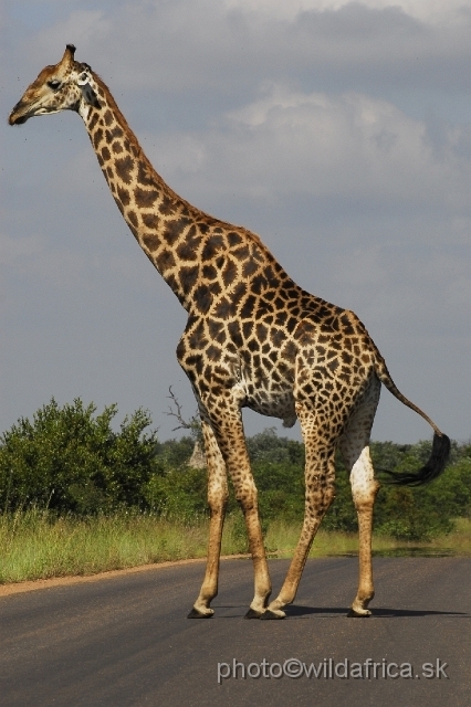 _DSC0139.JPG - Southern or Cape Gifaffe (Giraffa camelopardalis giraffa)