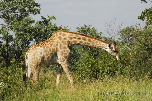_DSC0141.JPG - Southern or Cape Gifaffe (Giraffa camelopardalis giraffa)