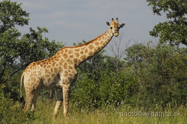 _DSC0142.JPG - Southern or Cape Gifaffe (Giraffa camelopardalis giraffa)