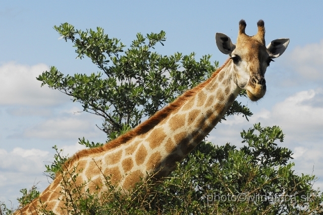 _DSC0150.JPG - Southern or Cape Gifaffe (Giraffa camelopardalis giraffa)
