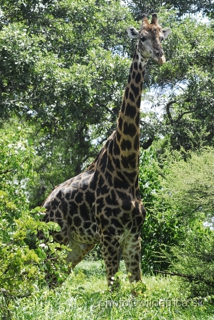 _DSC0187.JPG - Southern or Cape Gifaffe (Giraffa camelopardalis giraffa)