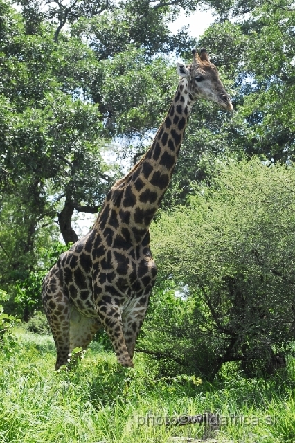 _DSC0189.JPG - Southern or Cape Gifaffe (Giraffa camelopardalis giraffa)