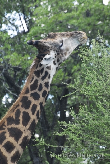 _DSC0196.JPG - Southern or Cape Gifaffe (Giraffa camelopardalis giraffa)