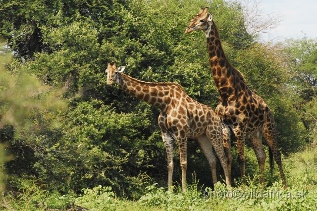 _DSC0215.JPG - Southern or Cape Gifaffe (Giraffa camelopardalis giraffa)