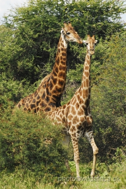 _DSC0226.JPG - Southern or Cape Gifaffe (Giraffa camelopardalis giraffa)