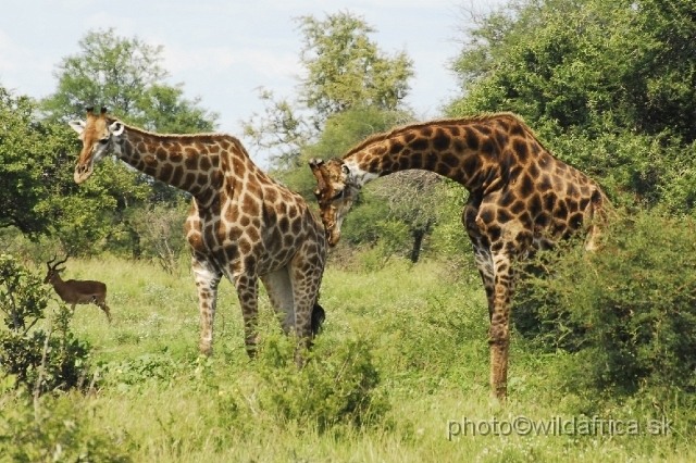 _DSC0230.JPG - Southern or Cape Gifaffe (Giraffa camelopardalis giraffa)