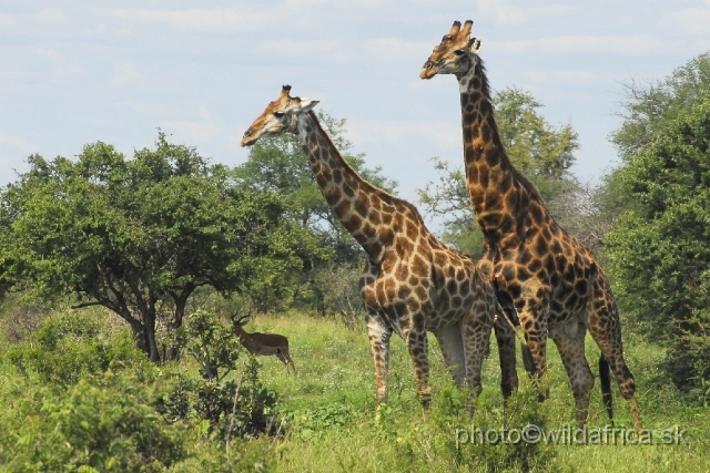_DSC0235.JPG - Southern or Cape Gifaffe (Giraffa camelopardalis giraffa)