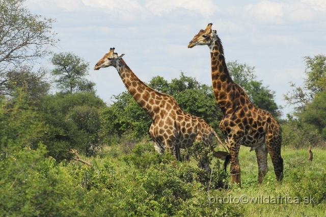 _DSC0237.JPG - Southern or Cape Gifaffe (Giraffa camelopardalis giraffa)