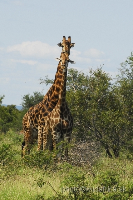 _DSC0239.JPG - Southern or Cape Gifaffe (Giraffa camelopardalis giraffa)