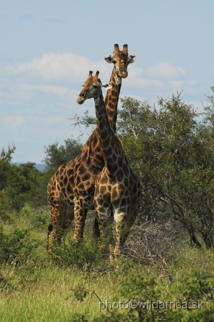 _DSC0240.JPG - Southern or Cape Gifaffe (Giraffa camelopardalis giraffa)
