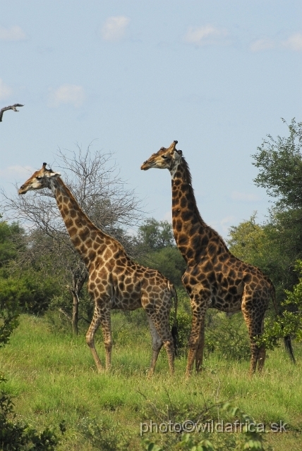 _DSC0244.JPG - Southern or Cape Gifaffe (Giraffa camelopardalis giraffa)