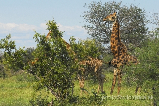 _DSC0245.JPG - Southern or Cape Gifaffe (Giraffa camelopardalis giraffa)