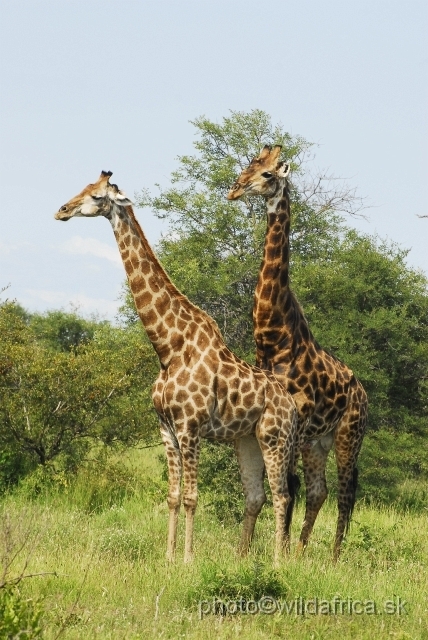 _DSC0246.JPG - Southern or Cape Gifaffe (Giraffa camelopardalis giraffa)