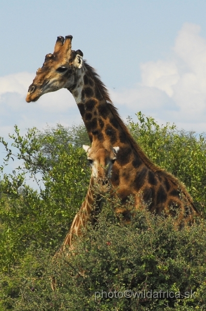 _DSC0248.JPG - Southern or Cape Gifaffe (Giraffa camelopardalis giraffa)