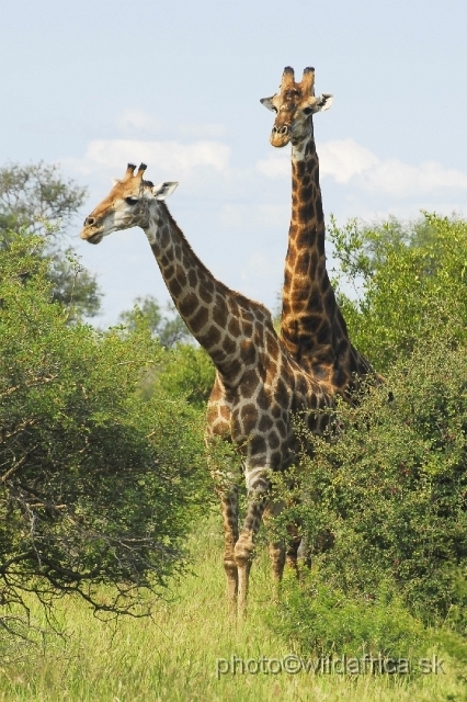 _DSC0249.JPG - Southern or Cape Gifaffe (Giraffa camelopardalis giraffa)
