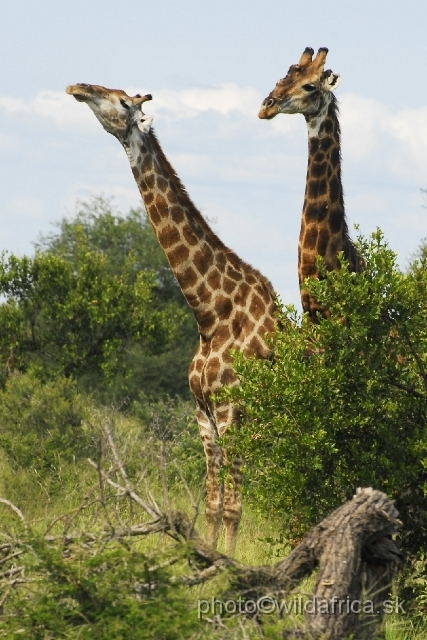 _DSC0250.JPG - Southern or Cape Gifaffe (Giraffa camelopardalis giraffa)