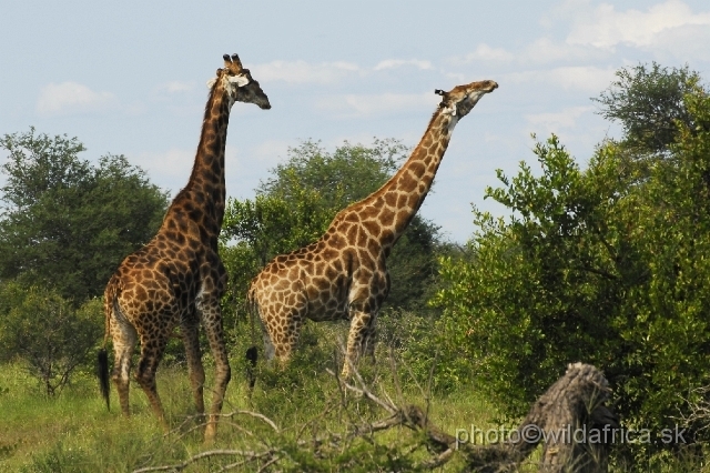 _DSC0251.JPG - Southern or Cape Gifaffe (Giraffa camelopardalis giraffa)