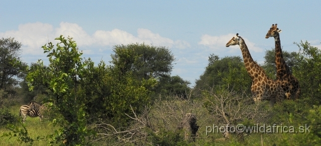 _DSC0252.JPG - Southern or Cape Gifaffe (Giraffa camelopardalis giraffa)