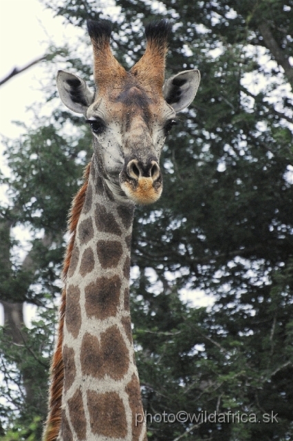_DSC0586.JPG - Southern or Cape Gifaffe (Giraffa camelopardalis giraffa)