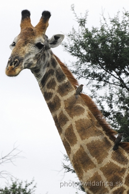 _DSC0587.JPG - Southern or Cape Gifaffe (Giraffa camelopardalis giraffa)