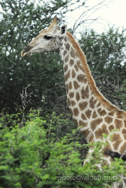 _DSC0589.JPG - Southern or Cape Gifaffe (Giraffa camelopardalis giraffa)