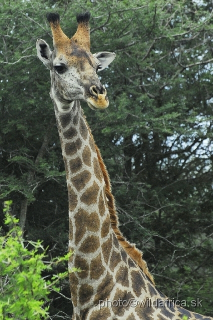 _DSC0590.JPG - Southern or Cape Gifaffe (Giraffa camelopardalis giraffa)