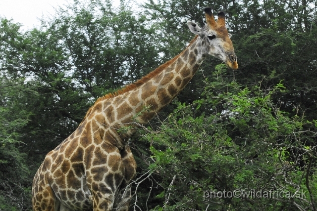 _DSC0593.JPG - Southern or Cape Gifaffe (Giraffa camelopardalis giraffa)