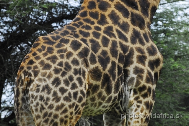 _DSC0596.JPG - Southern or Cape Gifaffe (Giraffa camelopardalis giraffa)