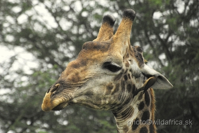 _DSC0599.JPG - Southern or Cape Gifaffe (Giraffa camelopardalis giraffa)