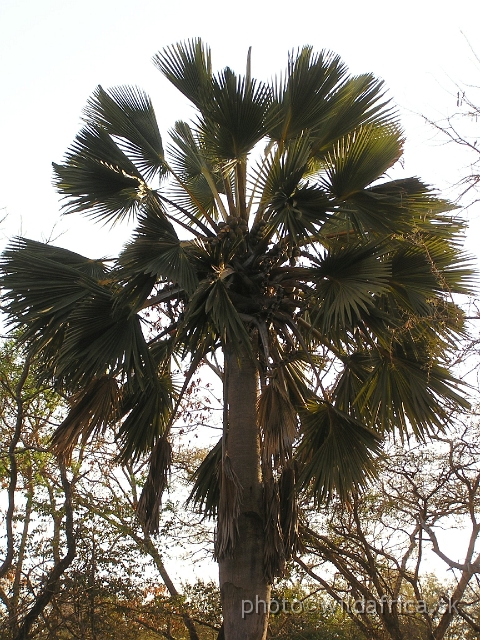 P1010167.JPG - We found only few solitary palms - looks like Borassus.