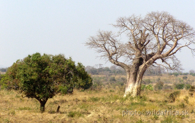 P9101022.JPG - The African Tree Icon - Adansonia digitata or Baobab Tree.