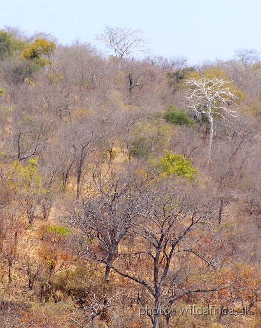 P9101027.JPG - The  hills of Chirundu region covered with sparse vegetation of miombo trees.