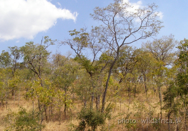 P9101031.JPG - The name "miombo" is the plural for "muombo", the Bemba name for Brachystegia longifolia, a tree which dominates extensive areas of the Zambesian plateau.