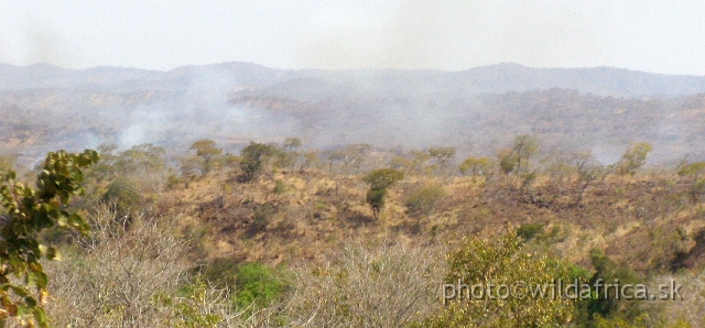 P9110014.JPG - Regular burning is necessary for the maintenance of the Miombo woodland.