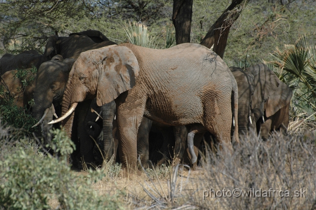 DSC_0021.JPG - African Elephant (Loxodonta africana)