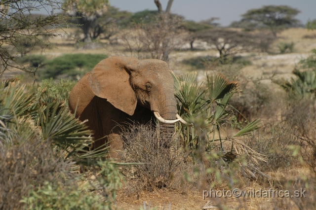 DSC_0027.JPG - African Elephant (Loxodonta africana), in Samburu they are red-coloured.